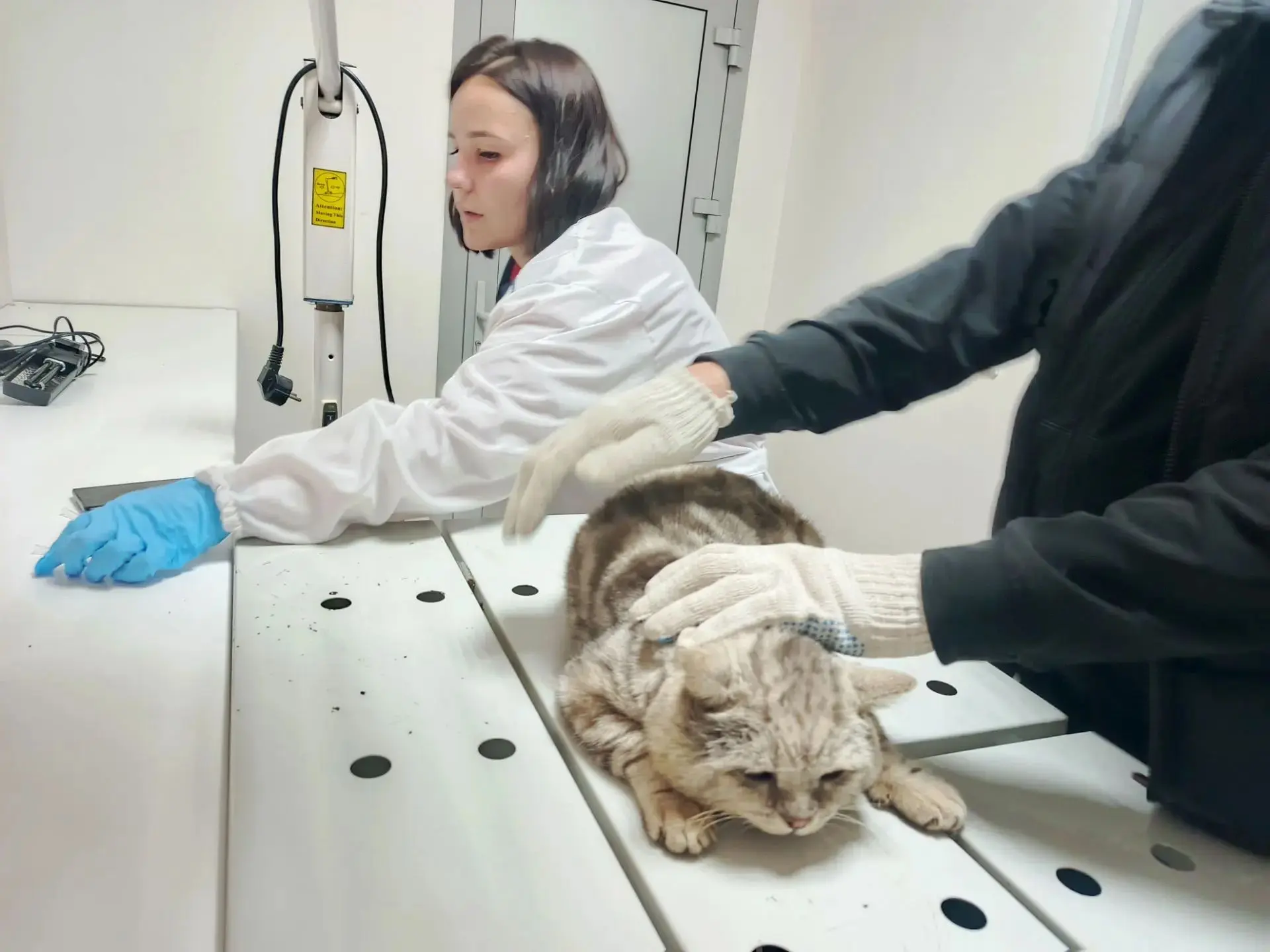 🐾 Нотоэдроз у кошек: симптомы, лечение и профилактика